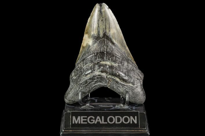 Fossil Megalodon Tooth - South Carolina #110920